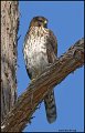 _0SB4528 coopers hawk